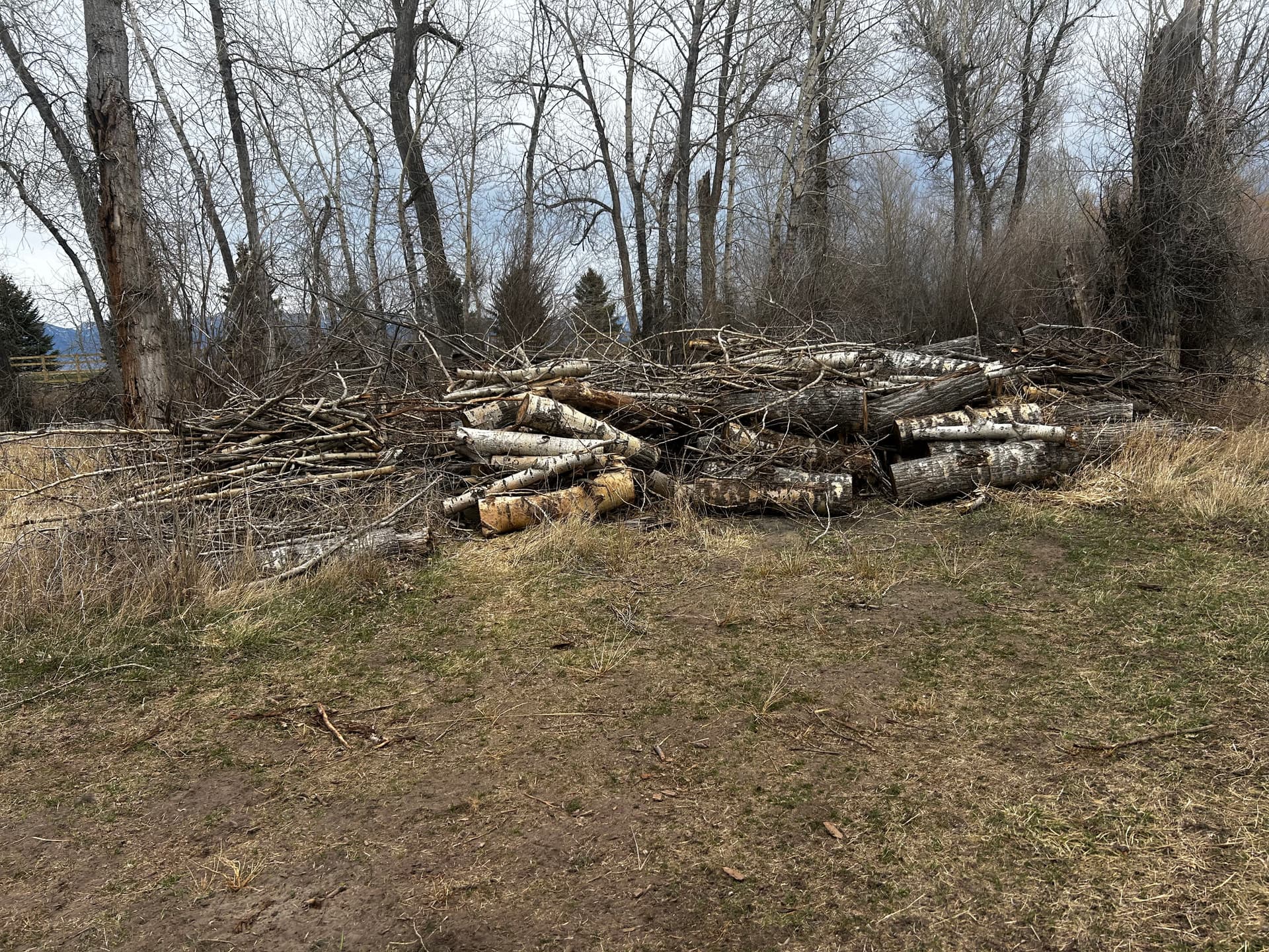 Gallery photos for Brush Clearing, Tree Removal, and Grading on an Overgrown Rural Property: Image #5